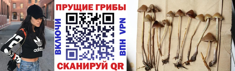Псилоцибиновые грибы MAGIC MUSHROOMS  Купить где  Ростов-на-Дону 
